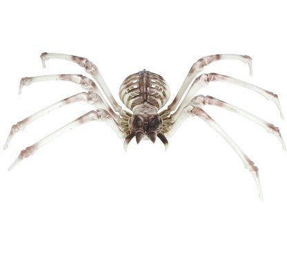 Replika kostra Pavúka 85x35cm